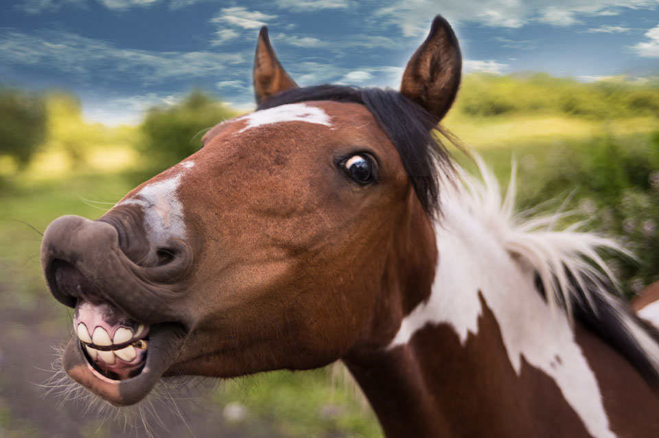 Cavalos entendem emoções humanas – e lembram-se de humanos mal